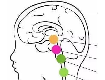 经颅磁刺激仪真的有用吗?小孩智力低吃点什么好 